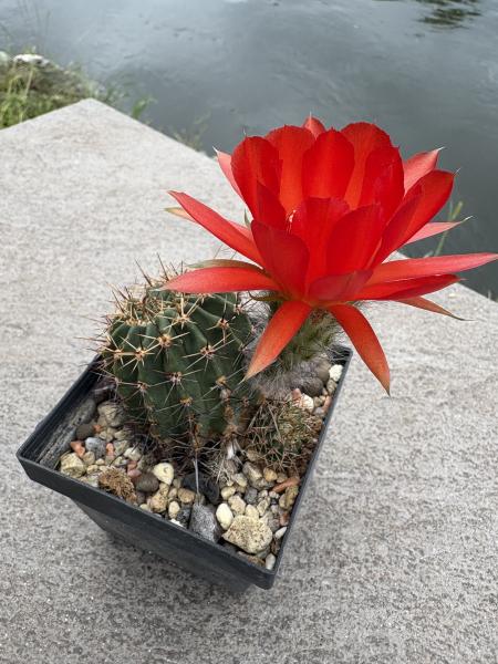 Echinopsis Hybr. dunkel rot